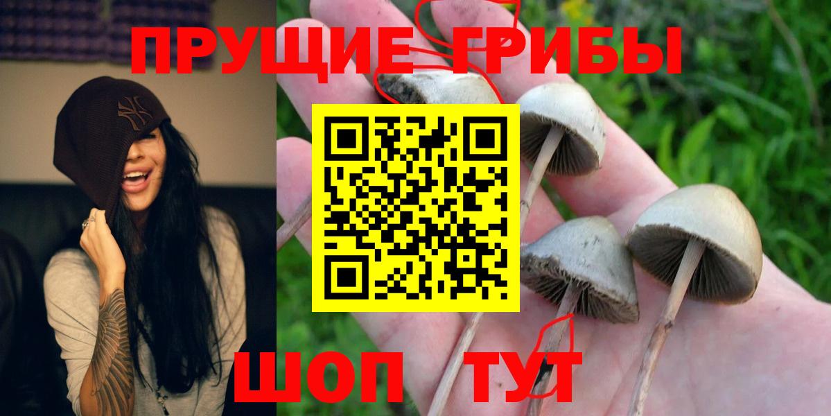 Тосно  Галлюциногенные грибы MAGIC MUSHROOMS  Вход с VPN  Псилоцибиновые грибы мицелий 
